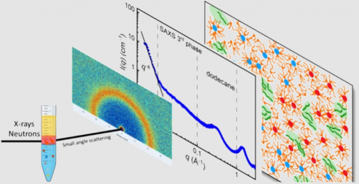 Deciphering the structure of the third phase during uranium extraction