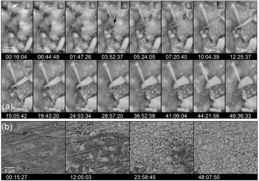 Long-Term Observations Using High-Temperature Environmental Scanning Electron Microscopy